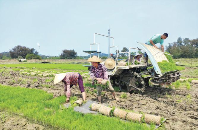 农民阶级_农民阶级什么意思_农民阶级